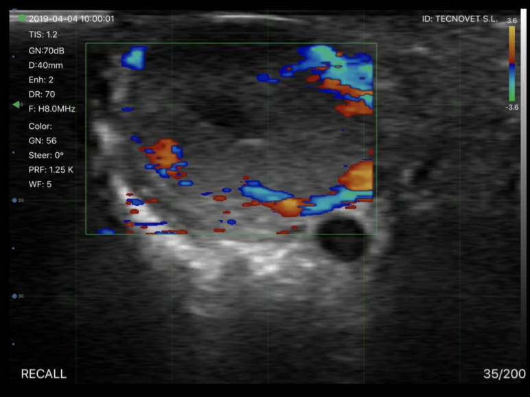 Advanced bovine reproductive ultrasonography - part 1